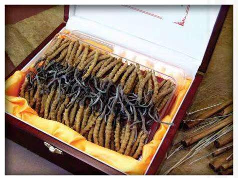 玉州冬虫夏草回收